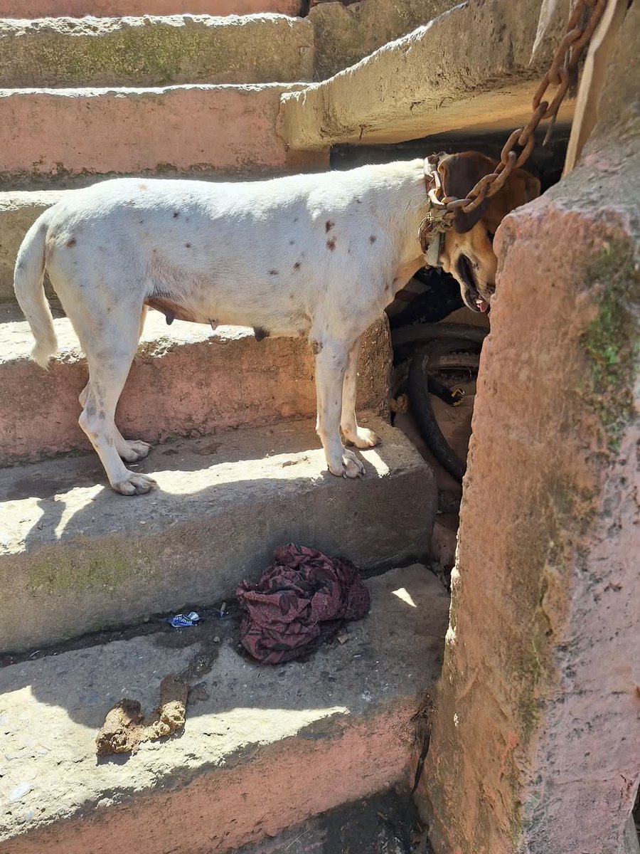 PerroUsuario Wof '•' tweet media