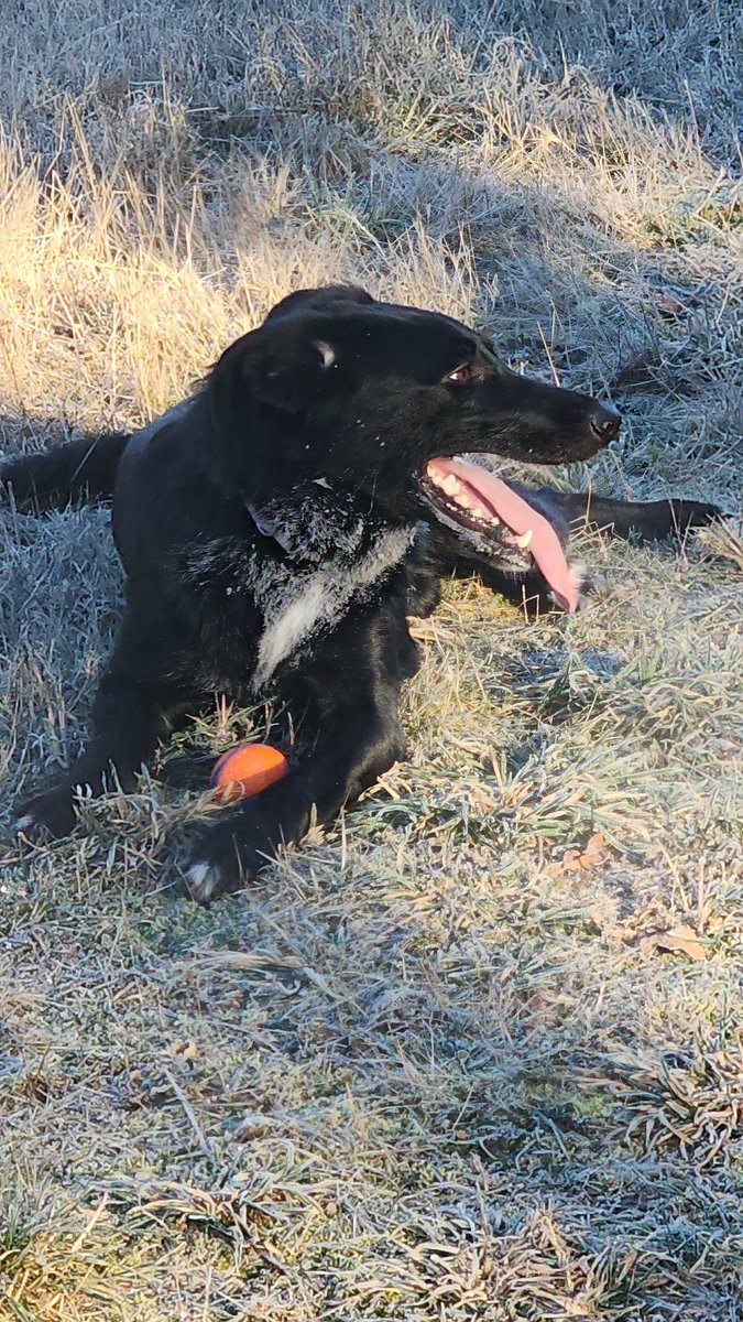 JakeandJacobpod's tweet image. Happy dog #dog