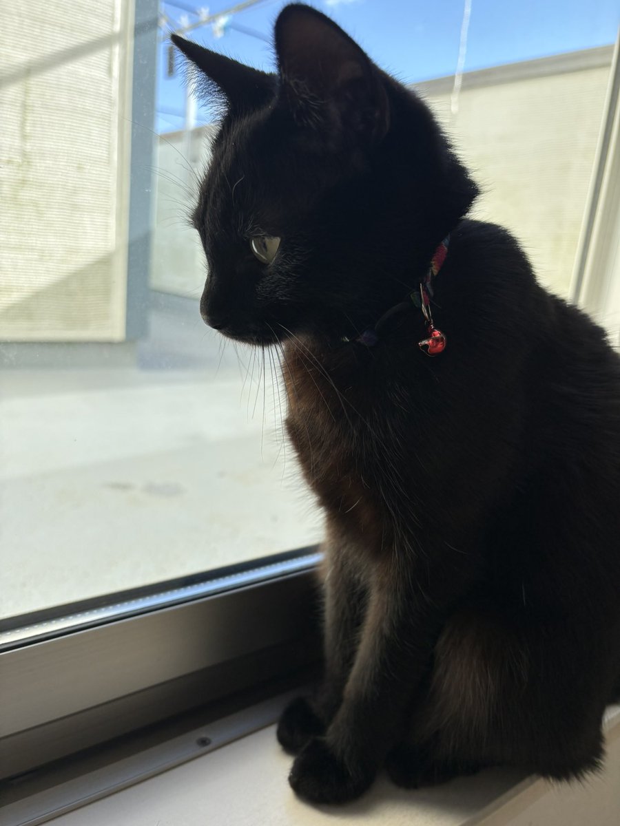 あずき🐾 (@Azuki9318) / Posts / X