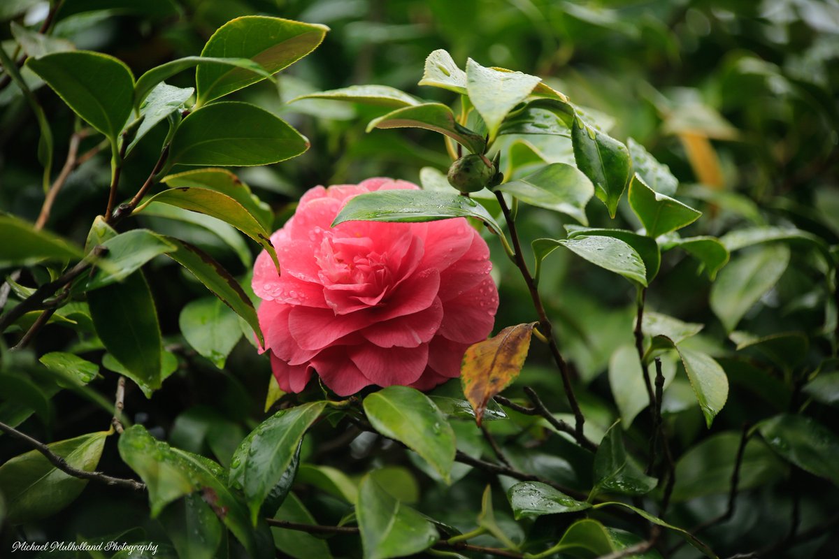 FotoWrangler's tweet photo. My Rose tree is blooming beautifully even in this very cold & raining weather. #roses #rose #rosetree #pink #pinkroses #flower #flowers #treeflowers #nature #NaturePhotography #naturecampaign #NatureBeauty #naturelovers #NatureTherapy #botanicals #flowerphotography #photooftheday #PHOTOS #photographer #flowerfortheday #PhotoMode #canonphotography #canon5DmkIII #photographyonX #photooftheday #michaelmulhollandphotography