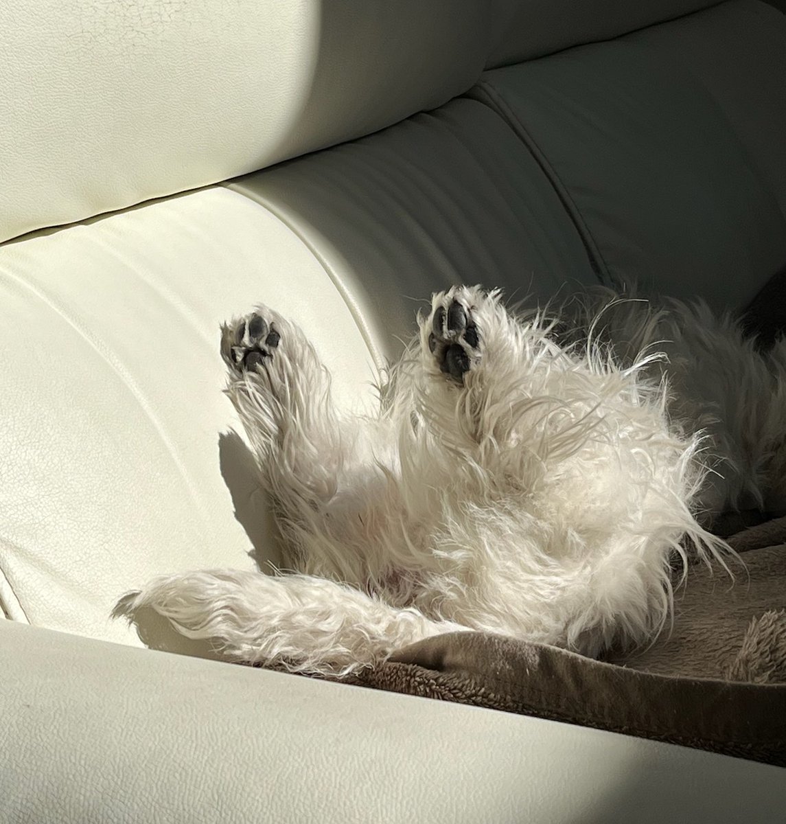 可愛い肉球🐾❤️
#ウエストハイランドホワイトテリア  #ウエスティ #WESTIE #westhighlandwhiteterrier  #犬のいる暮らし