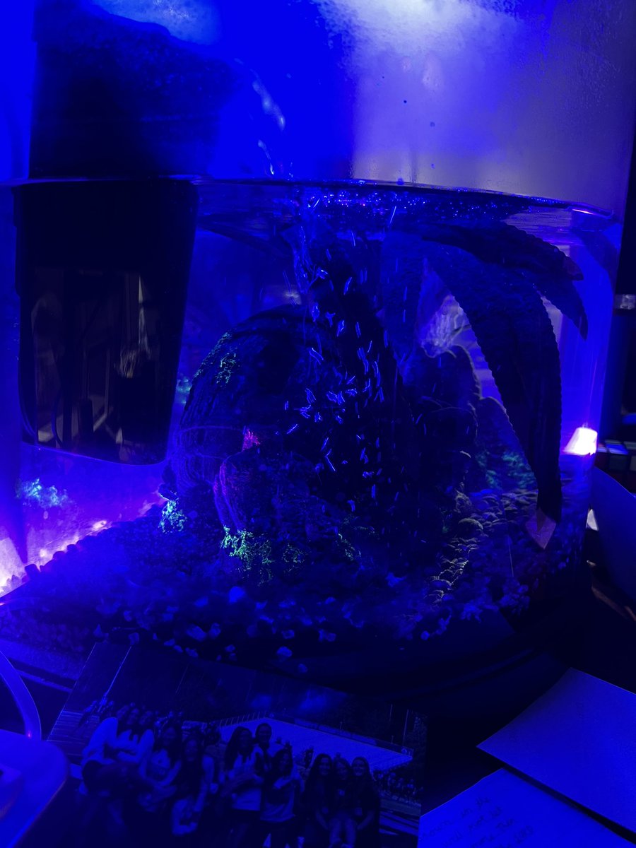 2 years and 51 weeks ago one of our athletes hooked the athletic training room up with 7 fish. Some bet they’d live for days, some weeks but nobody bet YEARS! Today we say goodbye to the last survivor, Fireball. #RIP #athletictraining #zen  #fishhaveinjuriestoo