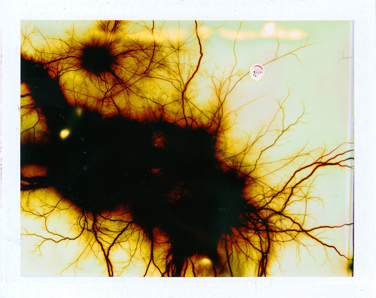 pixelform's tweet photo. High Voltage Image Making

1. HVIM 001 - FujiFilm FP-100C + 15K VAC
2. HVIM 010 - FujiFilm FP-100C + 15K VAC
3. HVIM 003 - FujiFilm FP-100C + 15K VAC

https://t.co/lzQEYhjyMC

#experimentalphotography #imageobject #analogfilm #instantfilm #fujifilm #phillipstearns https://t.co/s4OILOAT44