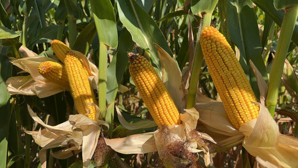 “Creating more sugar per acre will beat the neighbor in yield. “ - JS 

“Creating more WEOC will allow you do it cheaper.”