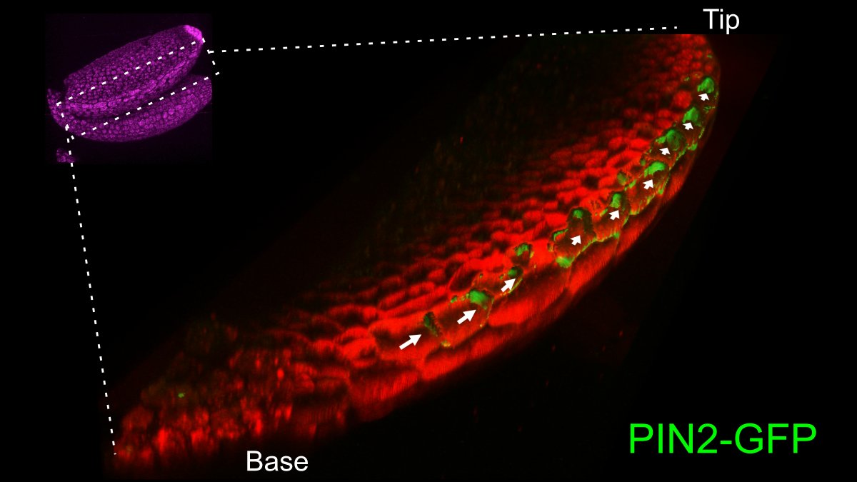 Patricio Pérez-Henríquez (@patricioperezh) on Twitter photo Our paper about 'PIN2 in the cotyledons' is out <a href="/NatureComms/">Nature Communications</a> . Thanks to everyone involved in this work including <a href="/xuepan3/">Xue Pan | 潘雪</a>, <a href="/LabStrader/">Lucia Strader</a>, Jaimie Van Norman and Zhenbiao Yang! nature.com/articles/s4146… Our paper about 'PIN2 in the cotyledons' is out <a href="/NatureComms/">Nature Communications</a> . Thanks to everyone involved in this work including <a href="/xuepan3/">Xue Pan | 潘雪</a>, <a href="/LabStrader/">Lucia Strader</a>, Jaimie Van Norman and Zhenbiao Yang! nature.com/articles/s4146…