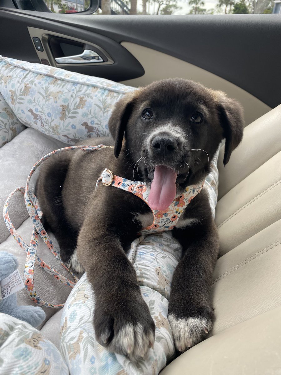 I just need to post about how much I love <a href="/Chewy/">Chewy</a> for so many reasons but today for the first time I used their live chat with a veterinarian since Ellie got her spay today and I had questions that were after the vet’s office was closed and it was so helpful! Thank you Chewy!