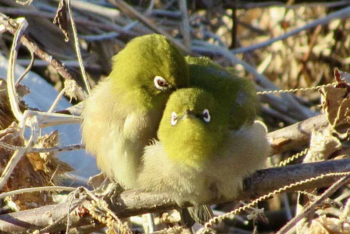 kou_22713's tweet photo. 可愛い姿がいっぱい🥰
くっつきメジロさん達✨
微笑ましいです🐦🐦💕

#メジロ https://t.co/gB92RUugpi