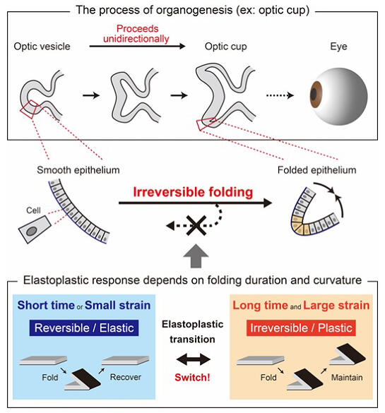 A team at #KanazawaUniversity discovered how epithelial folds form irreversibly during development, controlled by actin brackets sensing deformation. This finding could advance tissue engineering &amp; regenerative medicine. #Science #Development #TissueEngineering