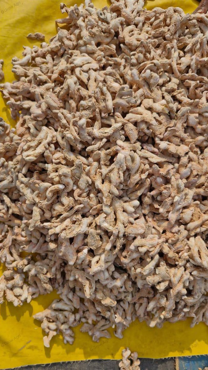 A bag of fresh Ginger is currently selling at N300,000 while split dried ginger is above N700,000. 1 ton of ginger is now 16m plus

 Harvest, 1,000sqm on farm land is about 1,500 to 2,500kgs.

If at all you are going on any farming, think of medicinal crops, think of cash crops.