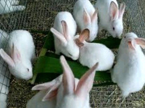 AgriHopper's tweet image. The Breeding Expansion Puzzle.
✔ You start with 5 females, 1 male
✔ Each female produces 8 kits per litter
✔ They breed 6 times per year

 Question: How many rabbits will you have after 2 years? 

 Drop your answer in comment 

#AgriHopperChallenge #RabbitMath #SmartFarmers