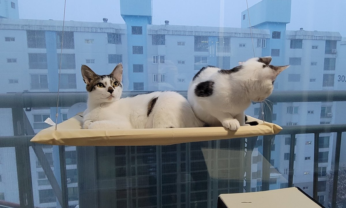 kichinyang's tweet photo. 고먀이들 https://t.co/jjEvNL7drX