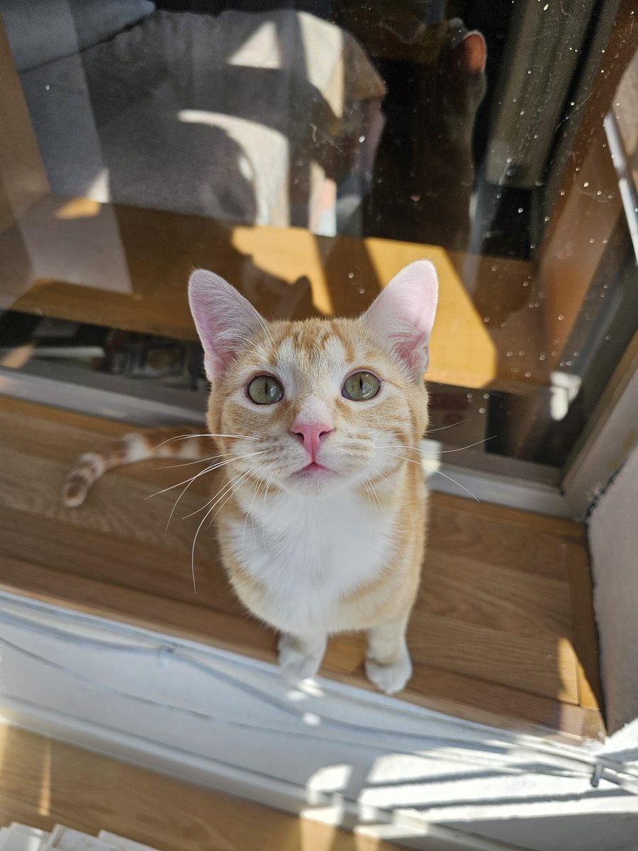 Nei Nei 🐱 De la colonia tweet media