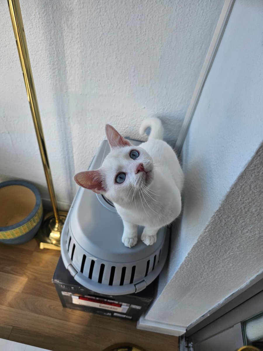 Nei Nei 🐱 De la colonia tweet media