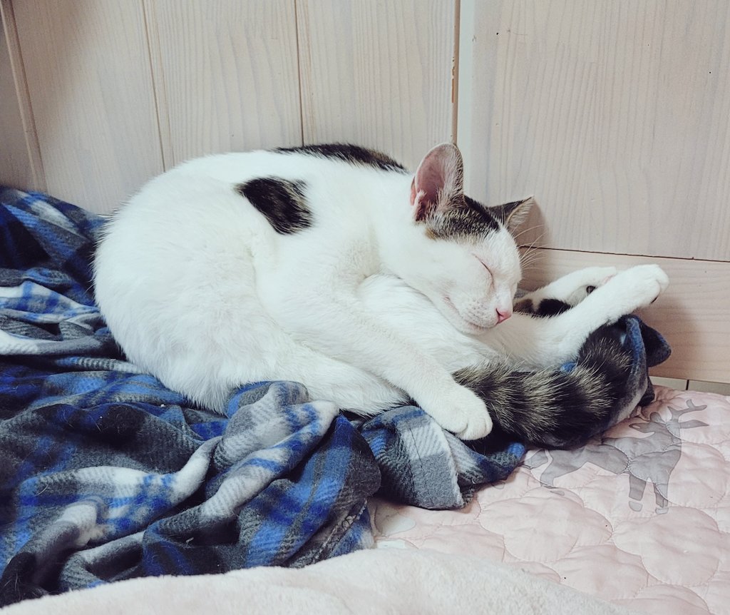 kichinyang's tweet photo. 폴더냥 https://t.co/UrnIiIc6ye