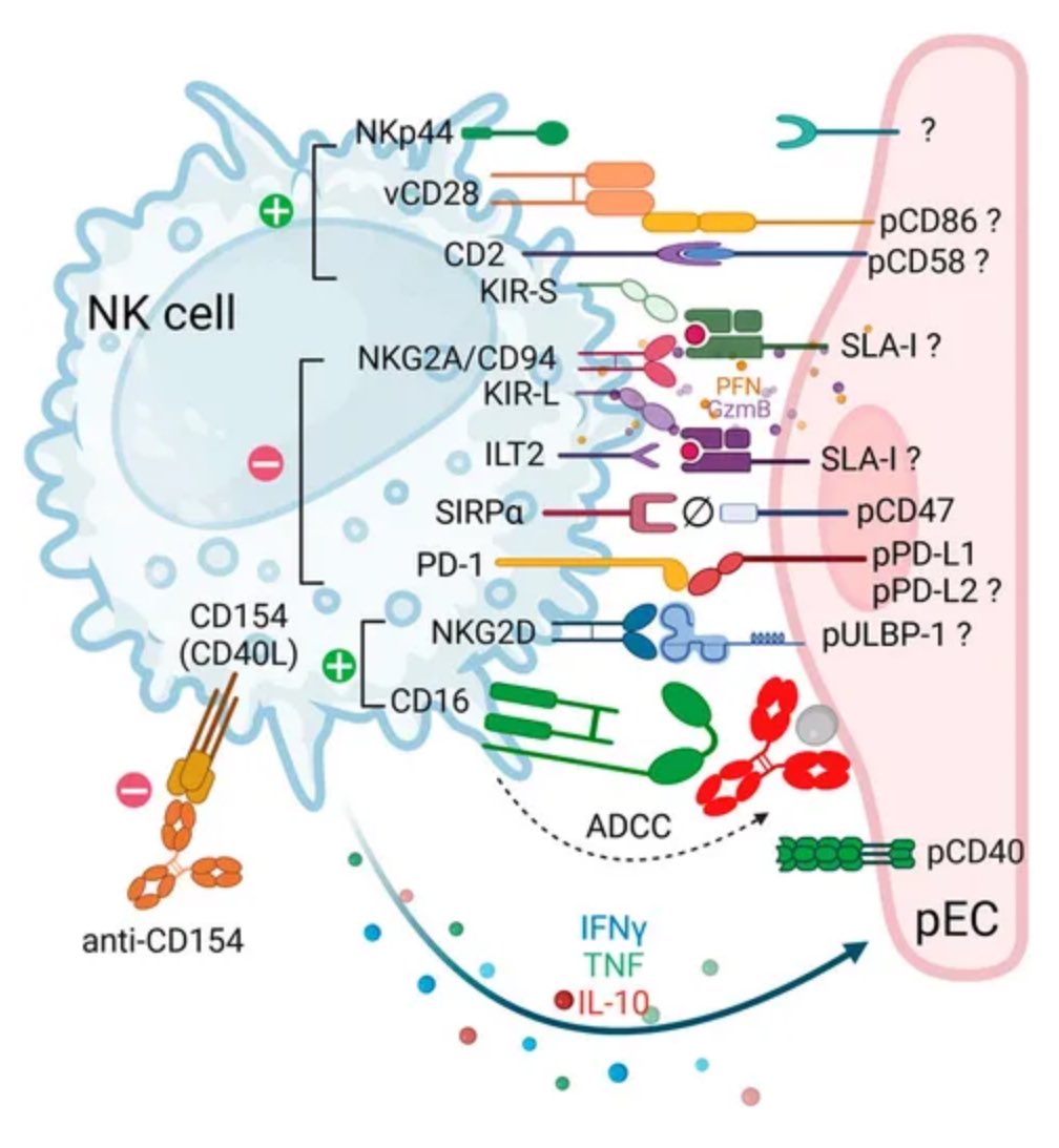 Transplant International (@transpl_int) on Twitter photo “Cytotoxic Responses Mediated by NK Cells and Cytotoxic T Lymphocytes in Xenotransplantation”
Read more here:
bit.ly/3X1IZbZ
#naturalkiller #cell #T #lymphocyte #xenotransplantation <a href="/ESOTtransplant/">ESOTtransplant</a> “Cytotoxic Responses Mediated by NK Cells and Cytotoxic T Lymphocytes in Xenotransplantation”
Read more here:
bit.ly/3X1IZbZ
#naturalkiller #cell #T #lymphocyte #xenotransplantation <a href="/ESOTtransplant/">ESOTtransplant</a>