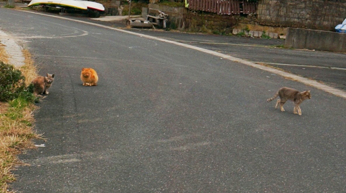 島根半島四十二浦巡り
「片江浦」にて猫の集会あり
近づくと逃げそうなので、
これがぎりぎり