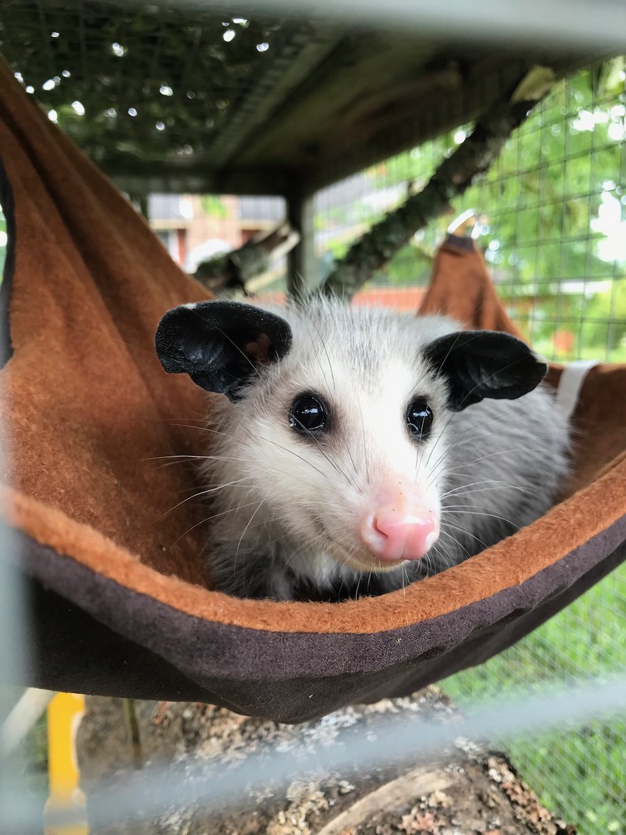 Love those Dumbo ears !!