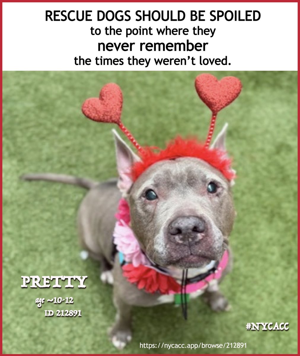 EASpenser's tweet photo. @MoishesMom #AdoptPRETTY! She's waiting for you @ ManhattanACC https://t.co/v5naZGOGHP