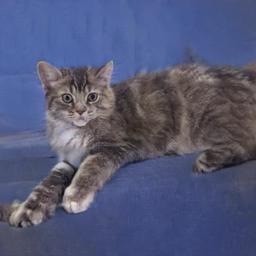 boturitter's tweet photo. This little floof is ready for their closeup! #AICat #Polydactyl #CuteCat #Catstagram #GeneratedCat https://t.co/t2P9S2maYW