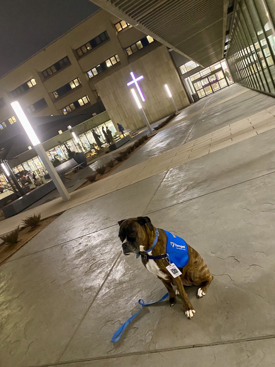 cwndgo's tweet image. My pup passed out some happy to staff and patients tonight. #therapet