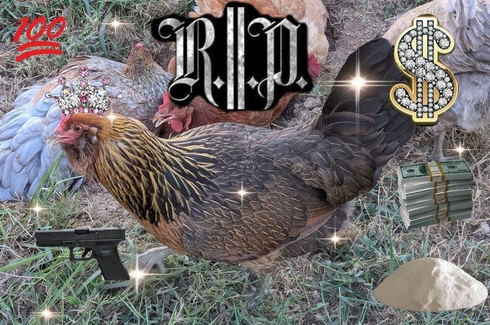 Pour one out for a fallen homie. Phyllis (aka P-Money) was found dead in the coop yesterday evening. She's survived by her sisters Dorothy, Blanche, Sophia, and Rose.