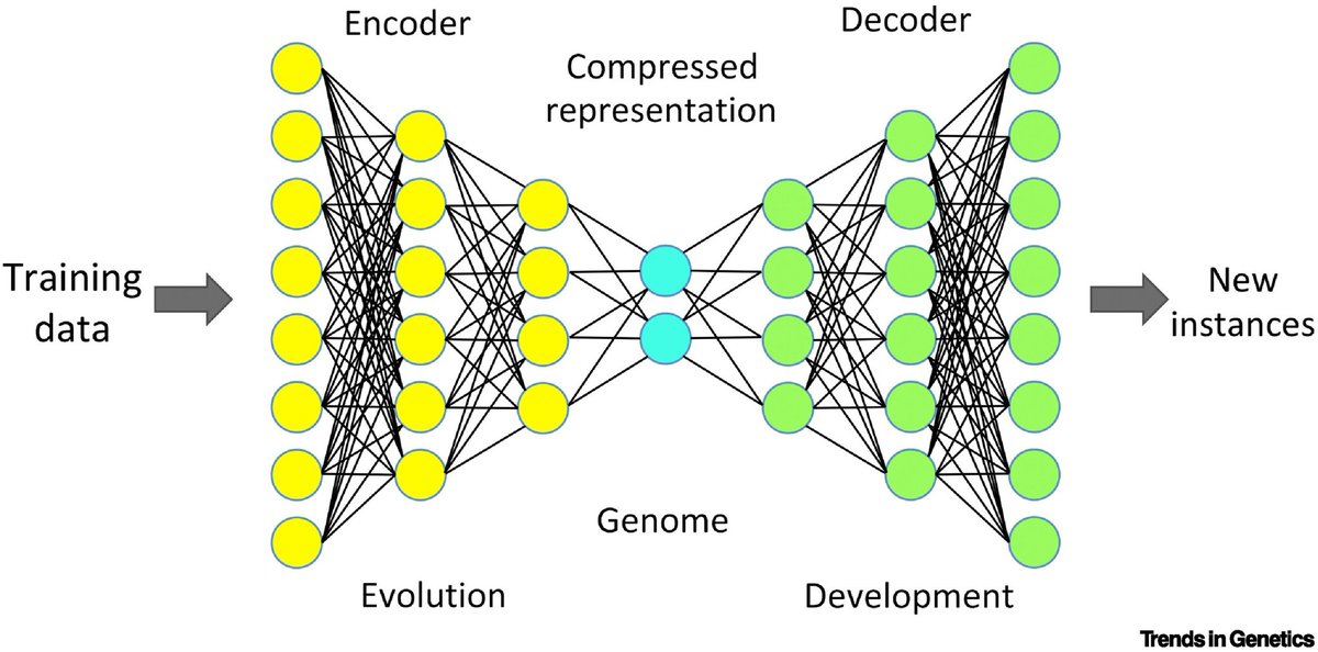 Alex Strudwick Young (@alextisyoung) on Twitter photo Interesting article from <a href="/WiringTheBrain/">Kevin Mitchell</a> that develops variational auto encoders (VAEs) as a metaphor for the relationship between genome and organism, with the genome corresponding to the compressed representation.
I like the 'generative model' metaphor better than the Interesting article from <a href="/WiringTheBrain/">Kevin Mitchell</a> that develops variational auto encoders (VAEs) as a metaphor for the relationship between genome and organism, with the genome corresponding to the compressed representation.
I like the 'generative model' metaphor better than the