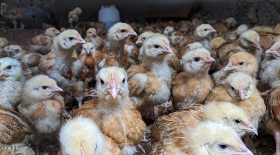 diharagirimana's tweet image. Did you know that you can be change maker in your family and community.

Here is an inspiring success story of Pascal, a farmer who received 10 chickens through the #PRISMProject

But with consistency and willingness his poultry multiplied to 25 chickens.

#PRISMImpact