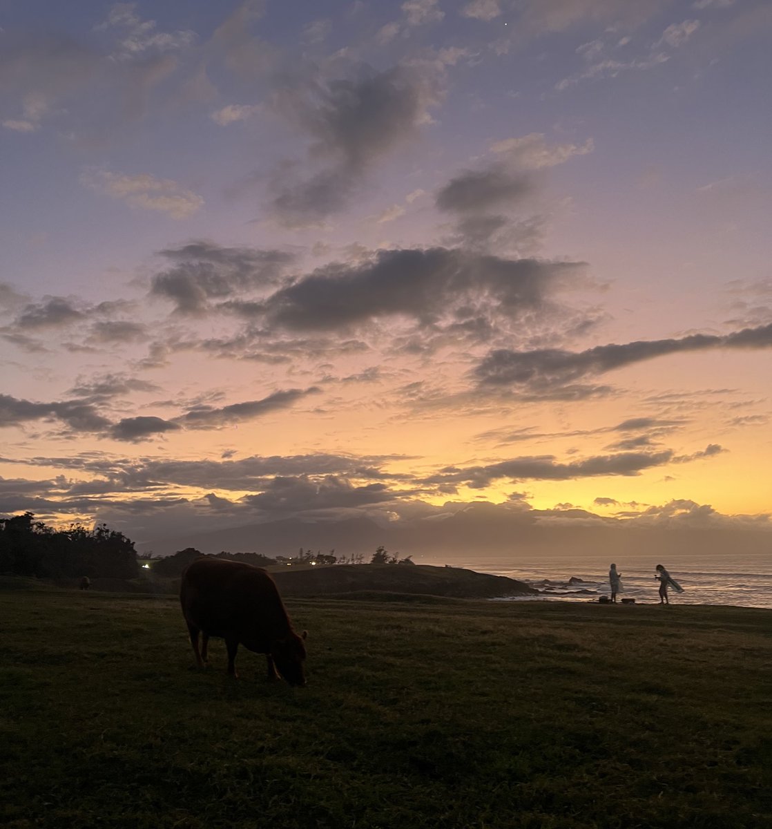watched the sunset with cows today