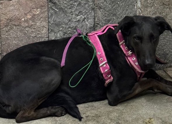 La Colonia Juárez tweet media