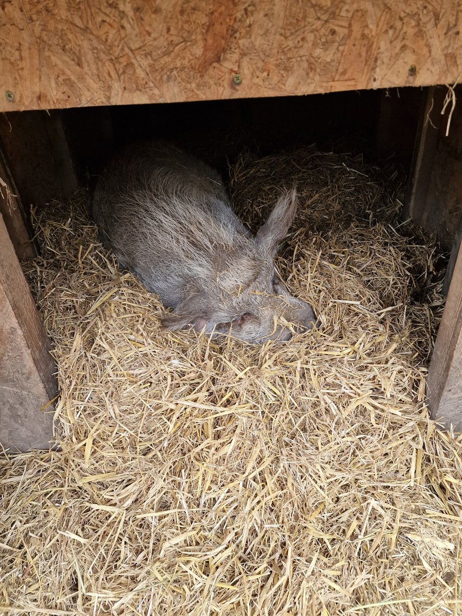 Repairing Harley roof on his home yesterday, six year old pig nearly blind. He was brought to the Animal Sanctuary, where I volunteer my time in maintenance repairing and rebuilding for animals in need. He looks very happy until they hammer arrived, charges out like a bull 🙄
