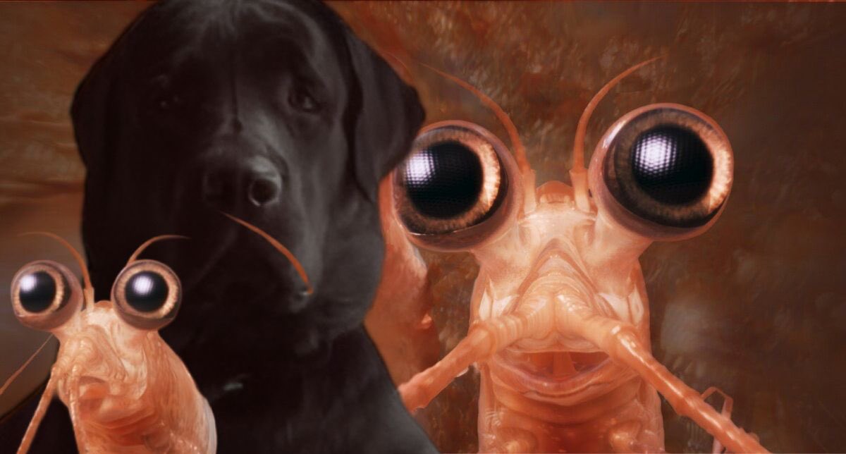#dogknewit $DKI #shrimp #elonmusk $SOL #dog #cryptocurrency #memcoin