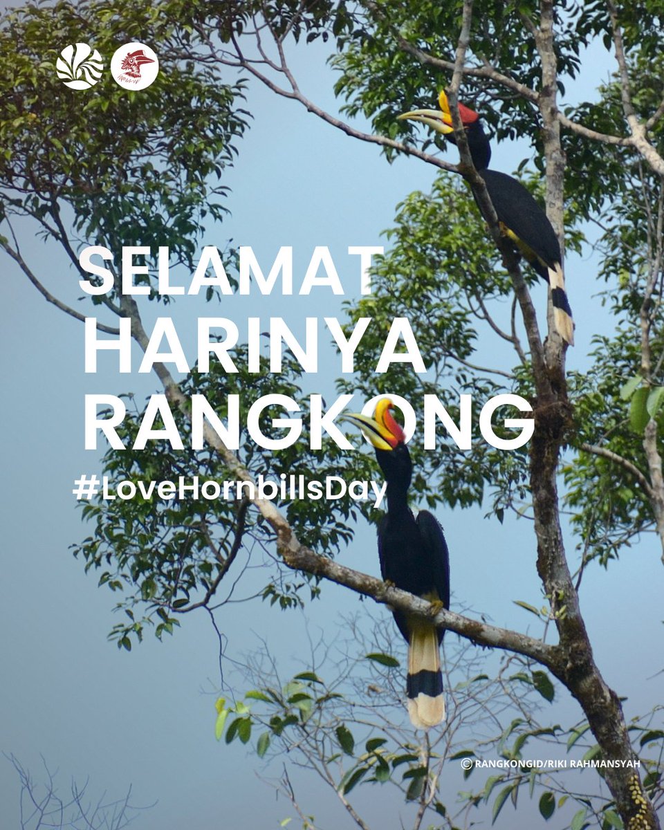 Selamat #LoveHornbillsDay!

Hari ini bukan sekadar perayaan, tapi juga pengingat akan peran penting rangkong sebagai pahlawan karbon yang menjaga hutan tetap hijau dengan menyebarkan benih pohon. 🌱