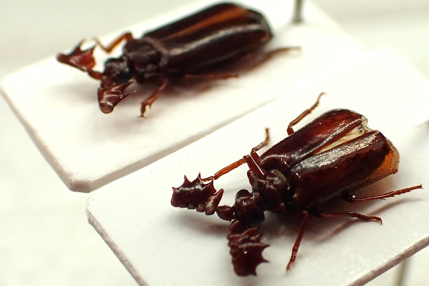 まるでゴジラのようなゾウムシ