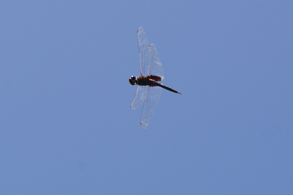 We bet you did not know that dragonflies also migrate? 
This month, our team on #DesrochesIsland have spotted several of them. Recognise any?
#dragonflies #Migration
