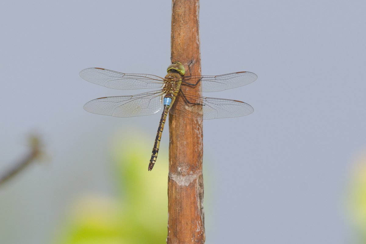 Island Conservation Society Seychelles tweet media