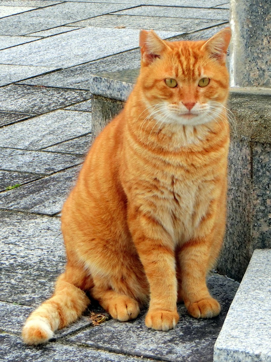 猫日本🐱🇯🇵(cat japan) ♪ヽ(^˶•ϖ•˶^)/♩🌻
Photo by NOKA ＃猫日本
ピンタレスト(Pinterest) pin.it/6GF6dmJ83