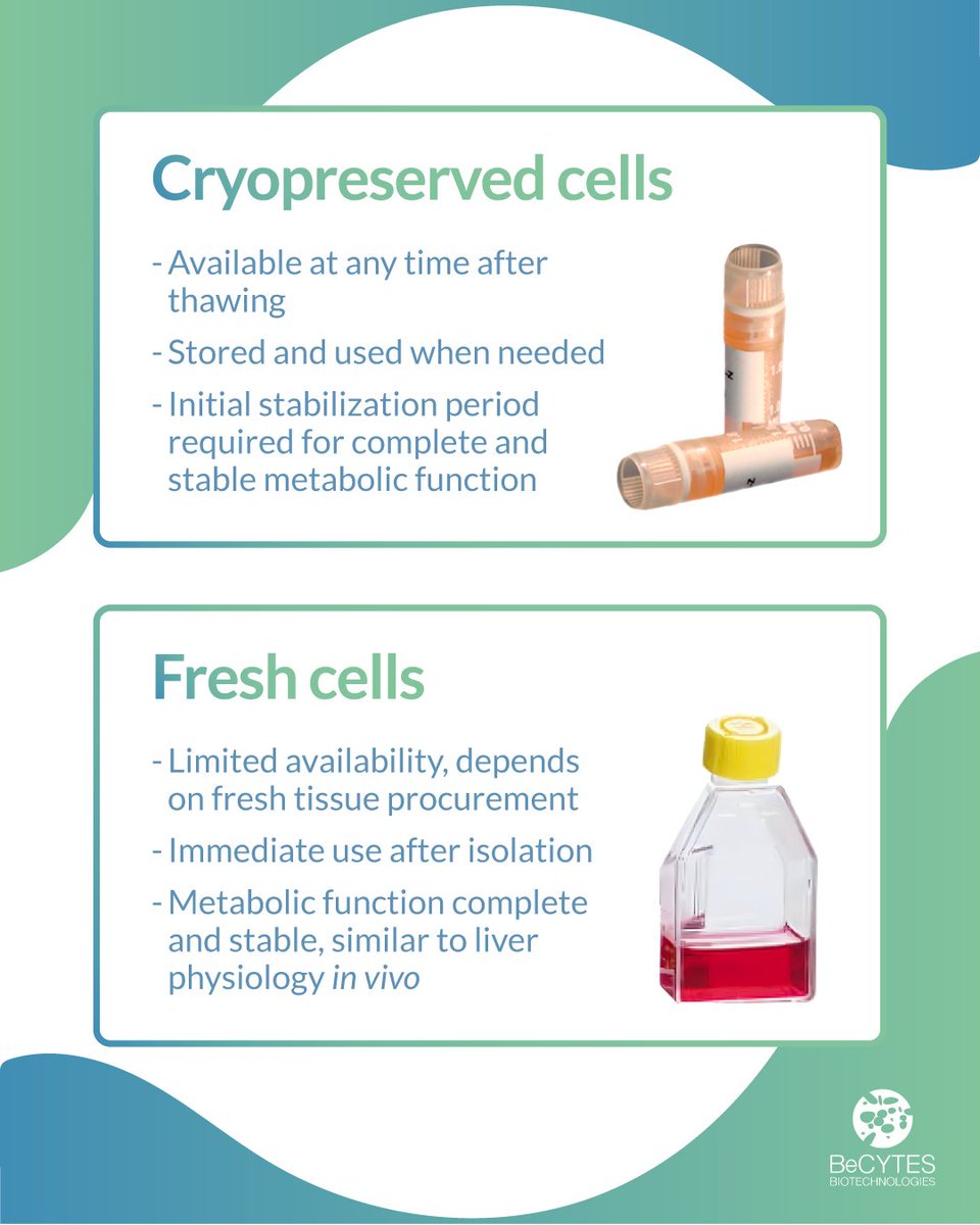❄️ Cryopreserved vs fresh hepatocytes can make a big difference.

↳ Cryopreserved cells are ready to use when you need them, reducing waiting times.

↳ Fresh cells maintain a native physiological state. 

Do you use them fresh or cryopreserved?