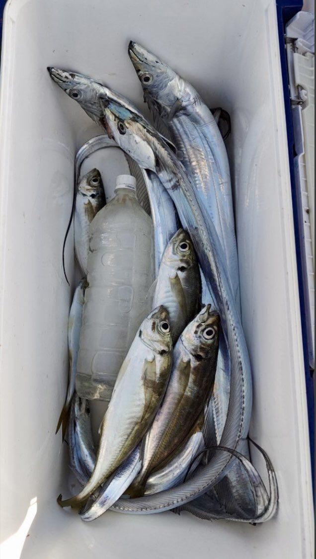 tsuritengu's tweet image. タチウオ・アジのリレーに行ってきました！
タチウオ８尾(F4サイズ5尾)
中アジ５尾
テンヤでドスッと乗せることができて、朝一４連チャンキメれた✌️

リーディングLG82H
シーボーグ100JL/1.5号
ジャッカルテンヤ50号グロー
アミノリキッド漬けイワシ