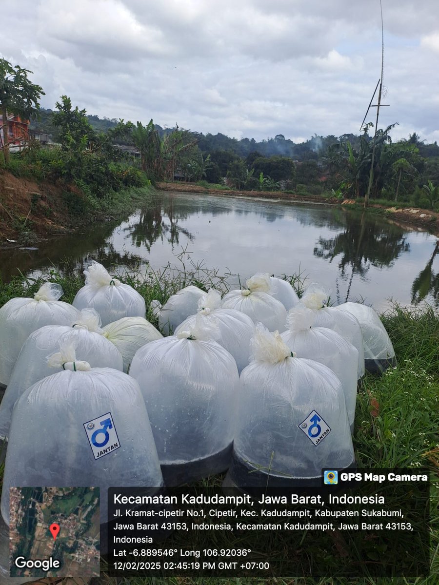 ncisriMuly's tweet photo. Rabu (12/02/2025), Sri Mulyani, Luhkan Kab.Sukabumi, Mendampingi Penyaluran Bantuan Calon Induk nila 400 ek dari BBPBAT Sukabumi ke Pokdakan Mina Budaya Ds Cipetir Kec.Kadudampit #giatluhkansatminkalbogor #skbmi #aktivitas
@brpbatpp_bogor
@pusluh_bppsdm
@bppsdm_kp https://t.co/qMTkhsgEA8
