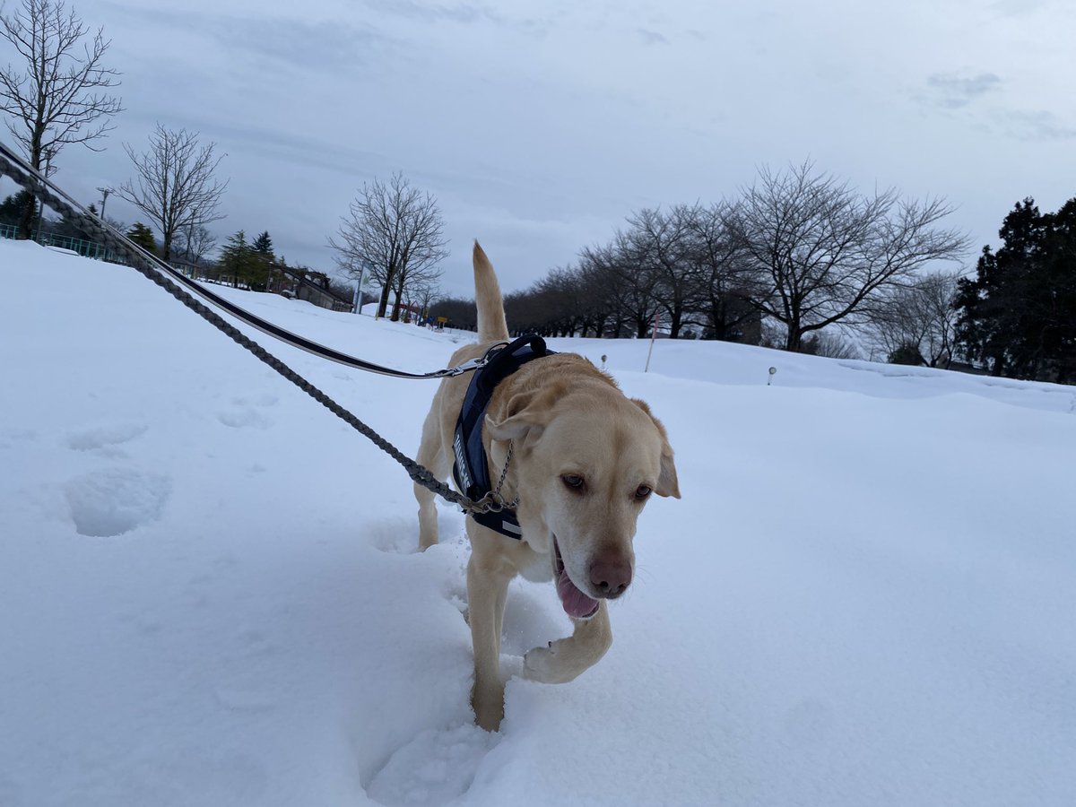RamiRopeSoto's tweet photo. 雪の中のラブラドールって相当映えますよね🥰

皆さんのお住まいのところは雪はそろそろ落ち着きましたか？？ https://t.co/ri1WrZqQyr