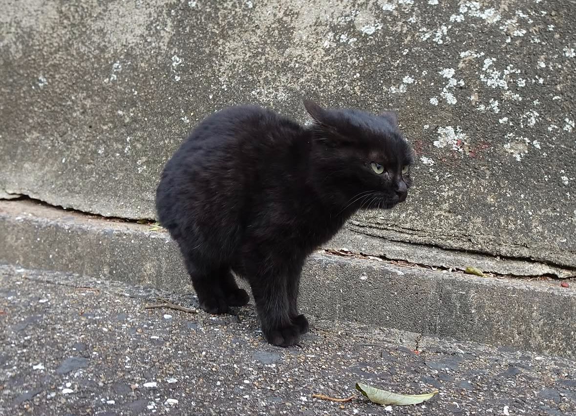 Black cats are not bad luck (@visualscat) on Twitter photo 