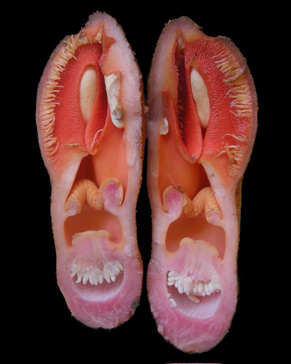 The inner workings of the world's weirdest flower, Hydnora: that fringe of tooth-like “bait bodies” at the top attracts beetles that become temporarily trapped underground in the hollow chamber beneath, where they pick up pollen. The beetles are later released, and take the