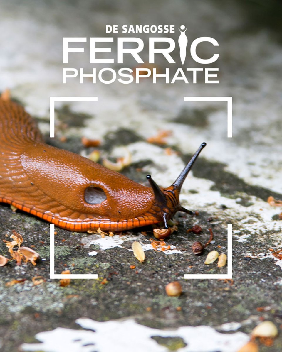 DeSangosseUK's tweet image. Our advanced molluscicide provides effective, sustainable slug control while being safe for wildlife, pets, and the environment. Keep your crops thriving with innovative protection that works!

#SlugControl #SustainableFarming #CropProtection #FerricPhosphate #DeSangosse