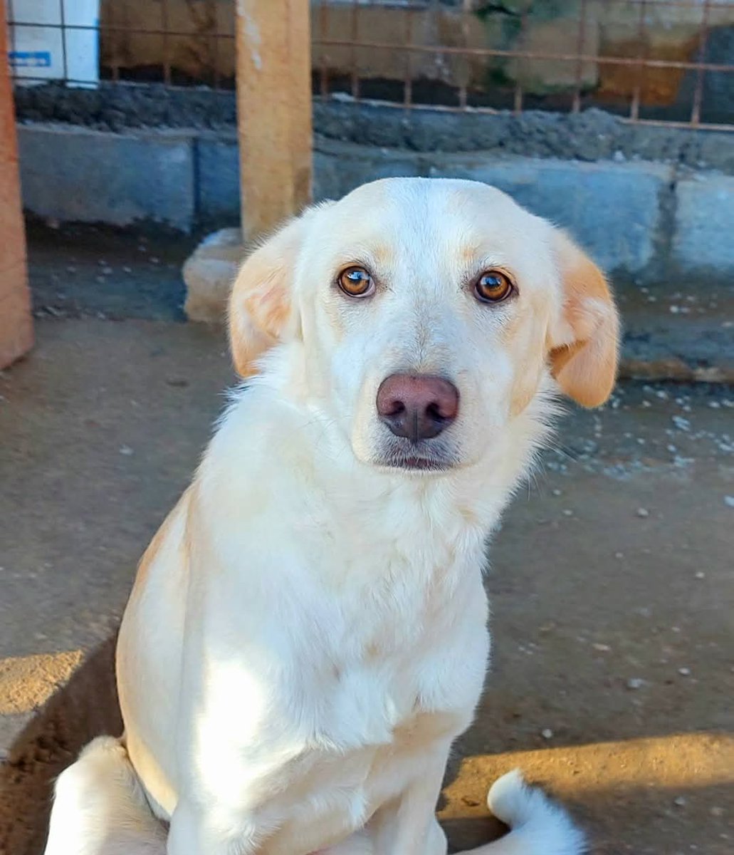 Prima lezione per Nilde 7 mesi adottata dal canile, timorosa e reattiva  verso oggetti in movimento e persone. ✨️, COMPLIMENTONI alla proprietaria  @padelliina , prima di tutto per aver adottato dal ..., image size:1031x1200