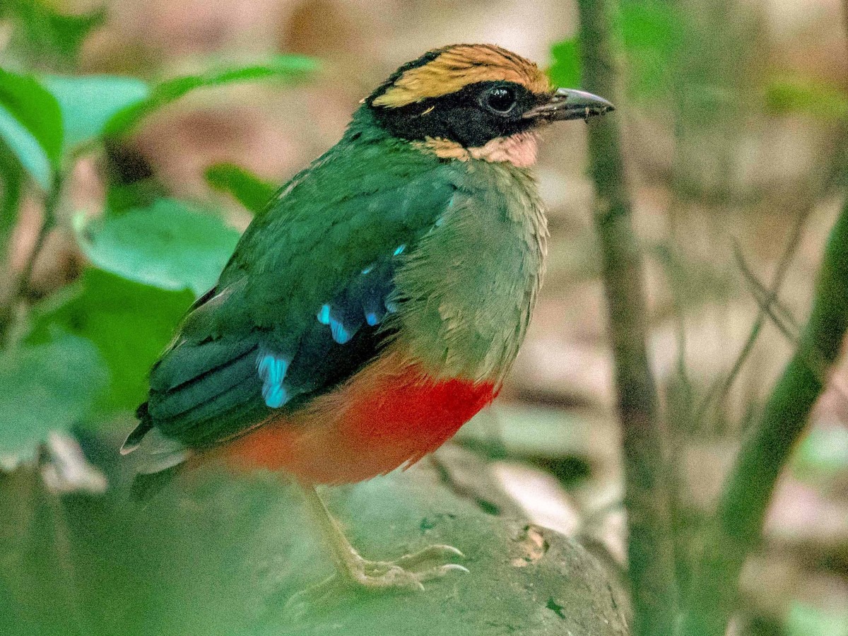MbeeraTours's tweet photo. Kibale Forest National Park is famous for its diverse primate community, featuring both chimpanzees and colobus monkeys. However, it's also a haven for bird enthusiasts, boasting over 370 species of birds, such as the elusive African pitta and the vibrant green-breasted pitta. https://t.co/DoDN8bChH4