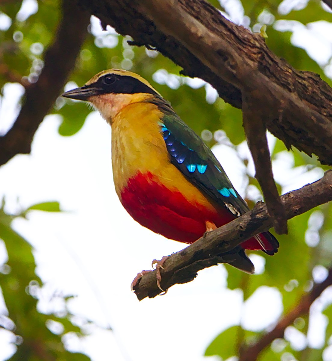 MbeeraTours's tweet photo. Kibale Forest National Park is famous for its diverse primate community, featuring both chimpanzees and colobus monkeys. However, it's also a haven for bird enthusiasts, boasting over 370 species of birds, such as the elusive African pitta and the vibrant green-breasted pitta. https://t.co/DoDN8bChH4