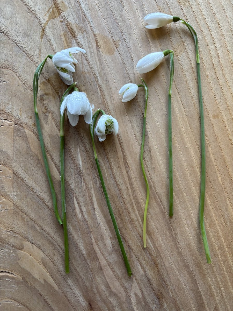 Susan Jones tweet media