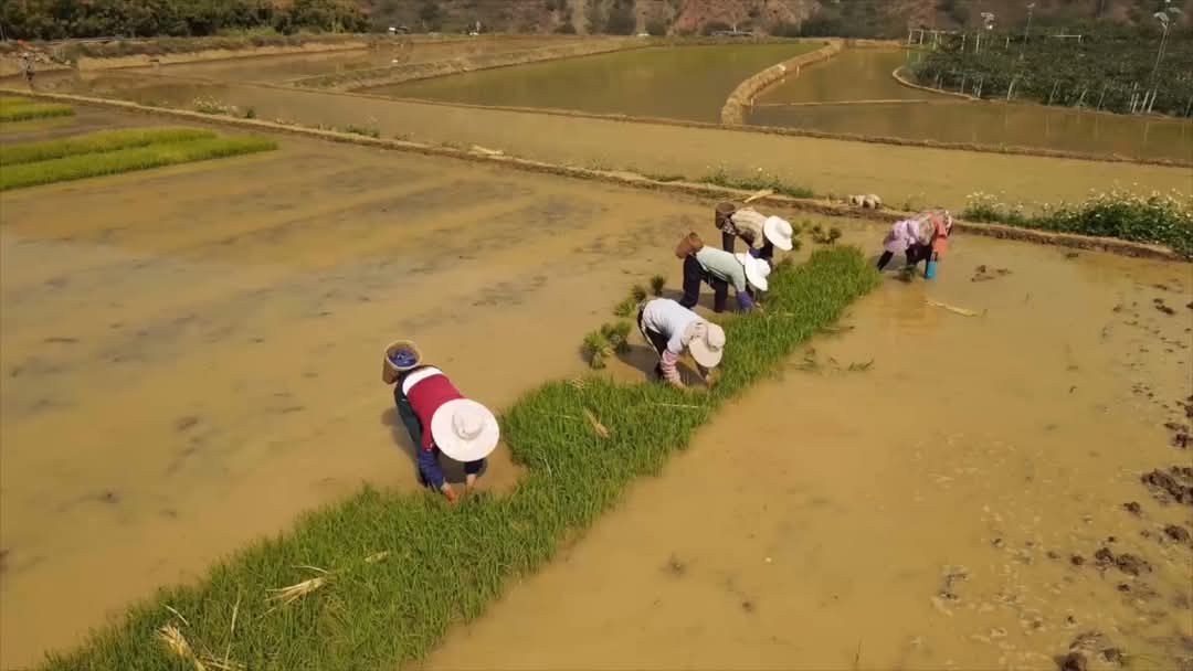 MingalaNews's tweet image. ဖေဖော်ဝါရီလအစောပိုင်းတွင်၊ ကျားရှမြို့၊ ရှင်းဖင်ကောင်တီရှိ ယွီရှီး၊ အိုင်းလောင် တောင်ခြေတွင် ရှိသော ဟုန်ဟယ်ချိုင့်ဝှမ်းများသည်  နွေဦး အငွေ့အသက်များ၊ စိမ်းလန်းသောသစ်ပင်များဖြင့် ပြည့်နေပါတယ်။  
#SpringPlowing #LifeInYunnan #AuspiciousYunnan 
#chinatravel