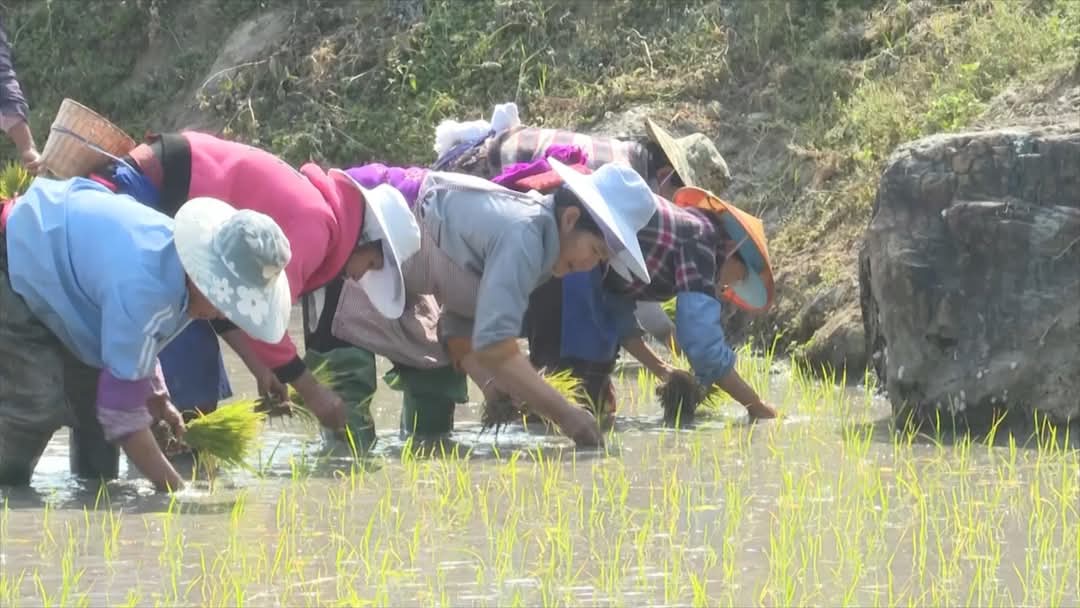 MingalaNews's tweet image. ဖေဖော်ဝါရီလအစောပိုင်းတွင်၊ ကျားရှမြို့၊ ရှင်းဖင်ကောင်တီရှိ ယွီရှီး၊ အိုင်းလောင် တောင်ခြေတွင် ရှိသော ဟုန်ဟယ်ချိုင့်ဝှမ်းများသည်  နွေဦး အငွေ့အသက်များ၊ စိမ်းလန်းသောသစ်ပင်များဖြင့် ပြည့်နေပါတယ်။  
#SpringPlowing #LifeInYunnan #AuspiciousYunnan 
#chinatravel