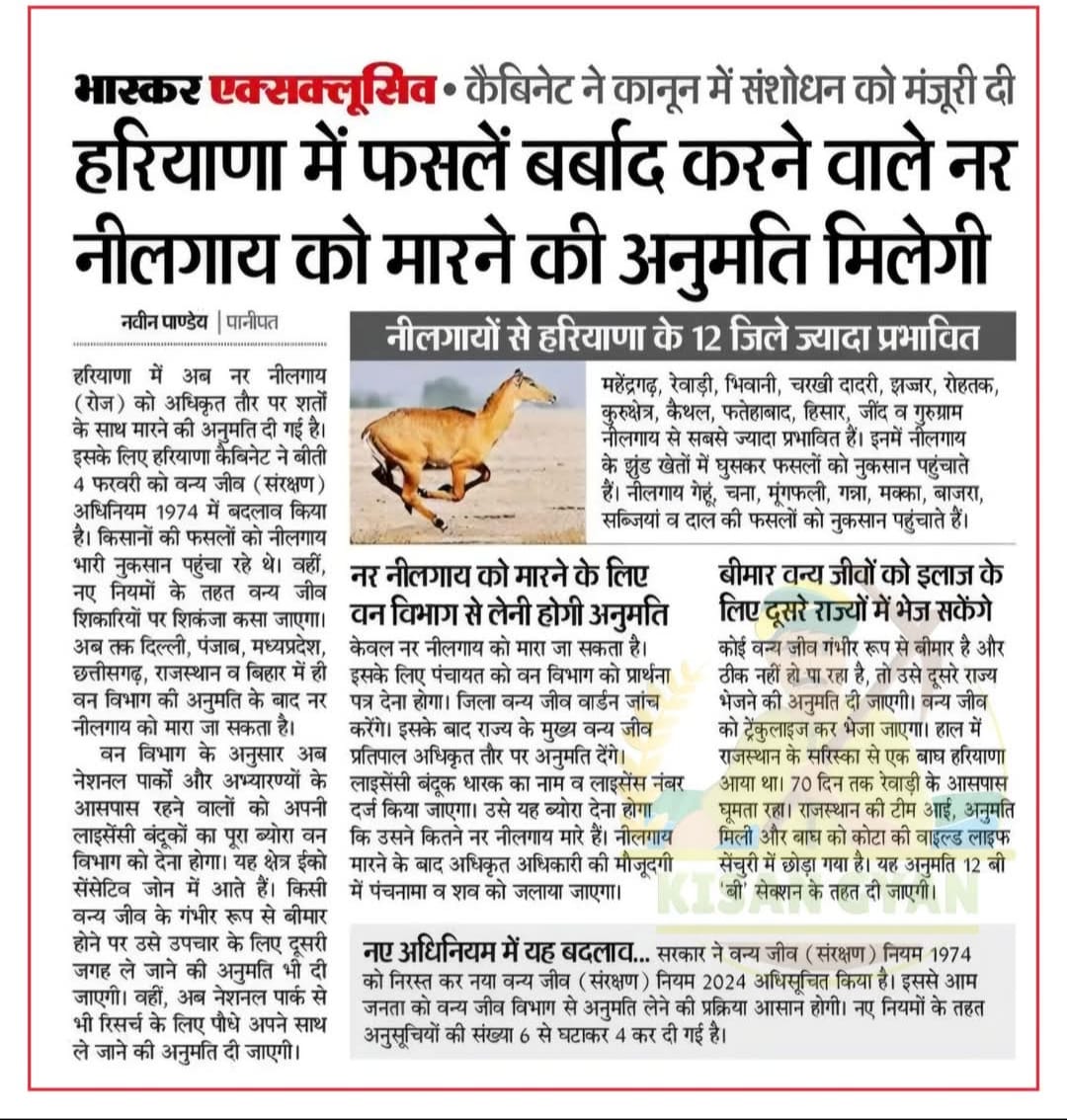 AzadYuvaclub's tweet photo. हरियाणा @BJP4Haryana सरकार  प्रकृति से खिलवाड  कर रही। इन बेजुबान  जीवों को मारना  घोर निंदनीय  फैसला सरकार  इस फैसले को वापिस  ले वर्ना जीव प्रेमी सड़को पर उतरेंगे @cmohry #savenilgai #नीलगाय_बचाओ @PMOIndia https://t.co/LPWCoQ861z
